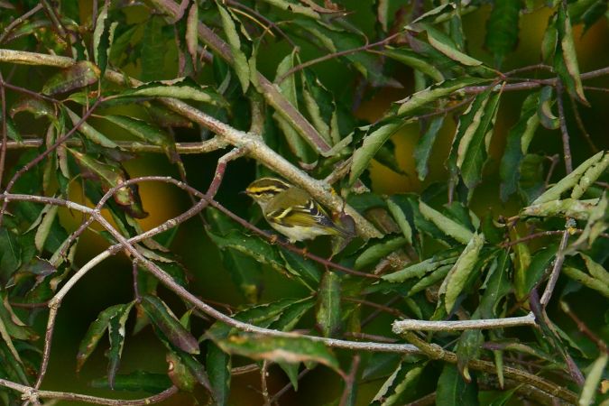 Pallas's Leaf Warbler  - Joanna Przyborowska