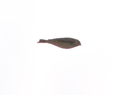 Spornammer  - Daniel Stasiowski