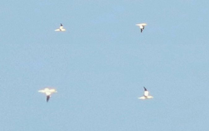 Fou de Bassan  - Michał Polakowski