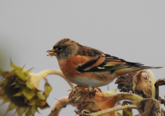 jer  - Robert Wakulski