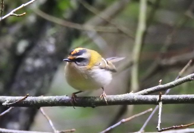 Sommergoldhähnchen  - Robert Wakulski
