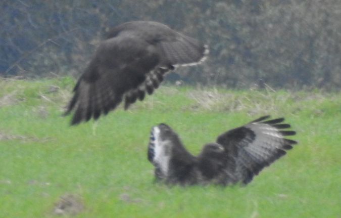 Mäusebussard  - Robert Wakulski