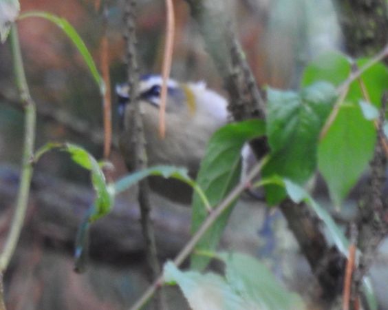 Roitelet à triple bandeau  - Robert Wakulski