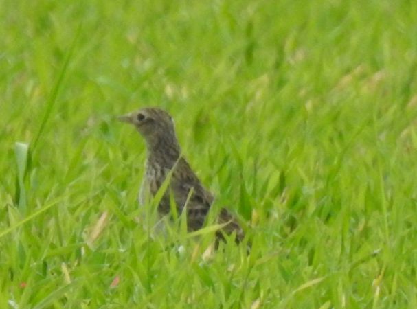 Alouette des champs  - Robert Wakulski