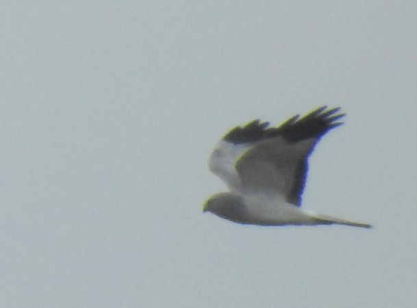 Hen Harrier  - Robert Wakulski
