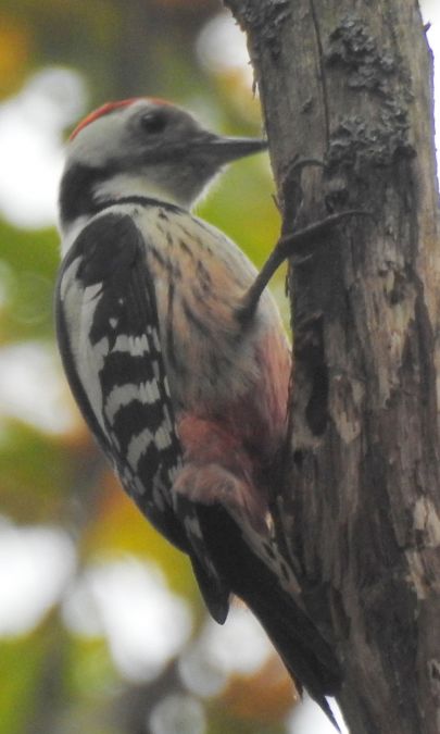 Middle Spotted Woodpecker  - Robert Wakulski