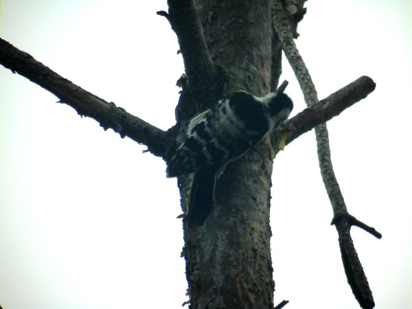 dzięciołek  - Andrzej Tarasiuk