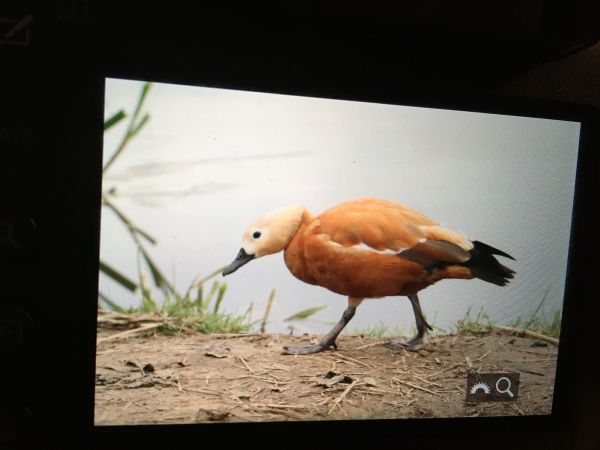 Ruddy Shelduck  - Maciej Aleksandrowicz