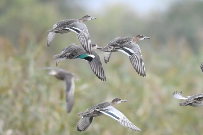 Sarcelle d'été  - Marcin Sołowiej