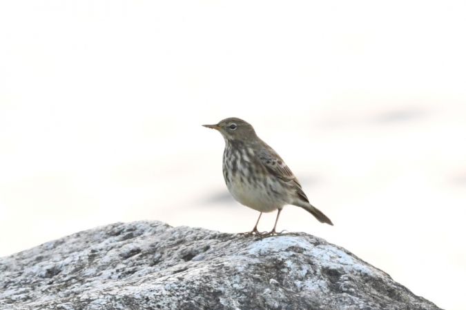 Pipit maritime  - Marcin Sołowiej