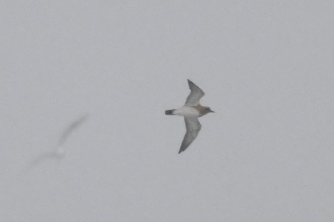 Goldregenpfeifer  - Marcin Sołowiej