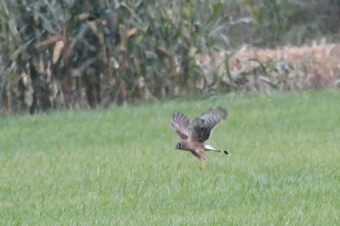 Kornweihe  - Marcin Sołowiej
