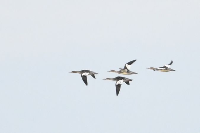 Mittelsäger  - Marcin Sołowiej