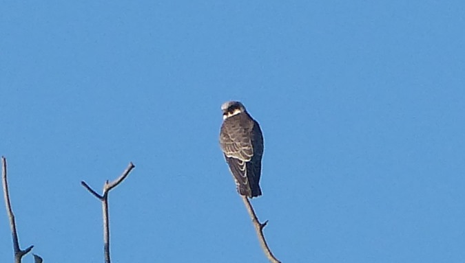kobczyk  - Piotr Lewandowski