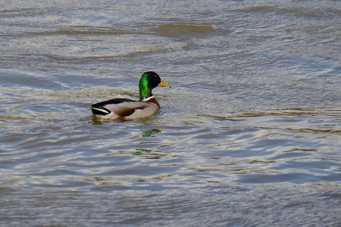 Mallard  - Hanna Żelichowska
