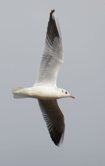 Lachmöwe  - Hanna Żelichowska
