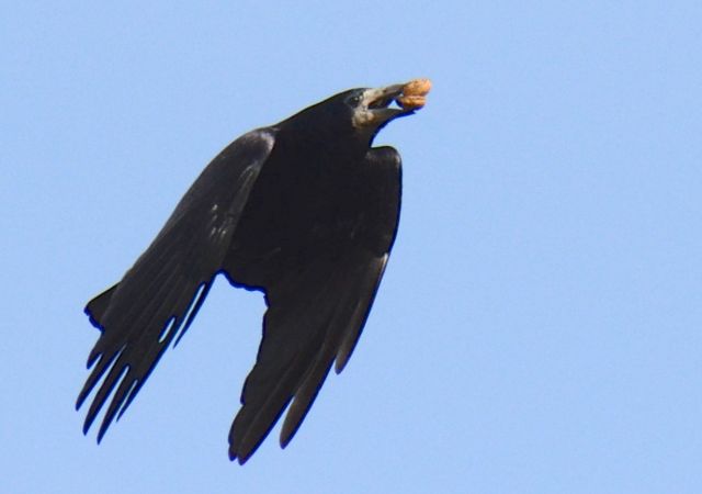 gawron  - Hanna Żelichowska