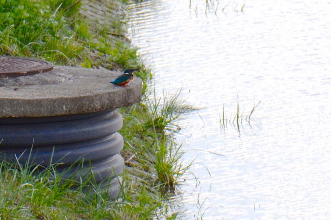 zimorodek  - Hanna Żelichowska