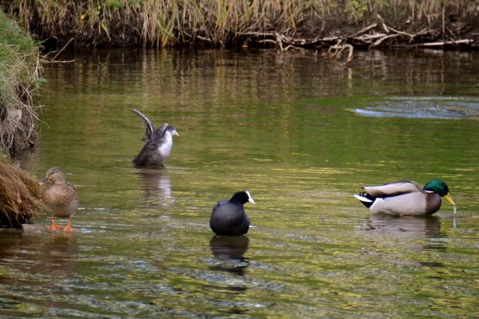łyska  - Hanna Żelichowska