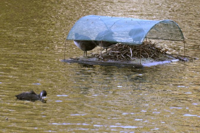 łyska  - Hanna Żelichowska