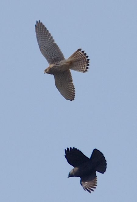 Common Kestrel  - Hanna Żelichowska