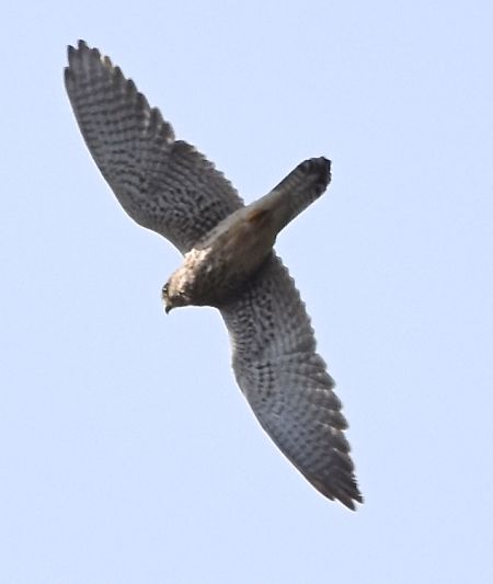 pustułka  - Hanna Żelichowska