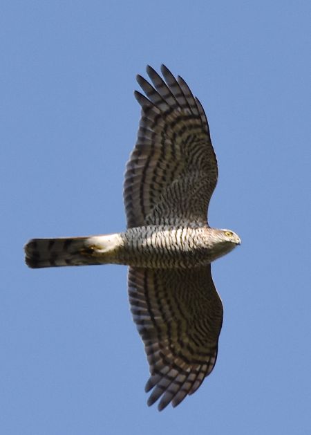 krogulec  - Hanna Żelichowska