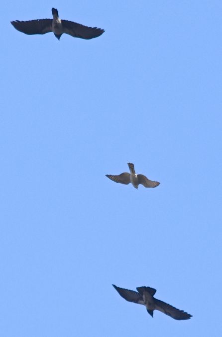 Sperber  - Hanna Żelichowska