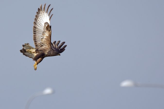 myszołów  - Hanna Żelichowska