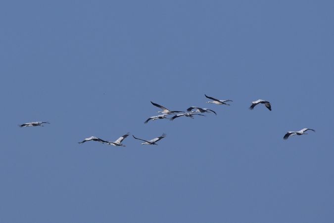 Common Crane  - Hanna Żelichowska