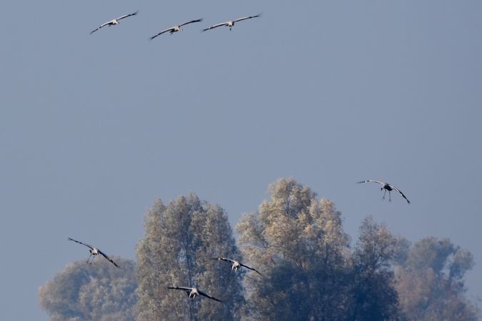 żuraw  - Hanna Żelichowska