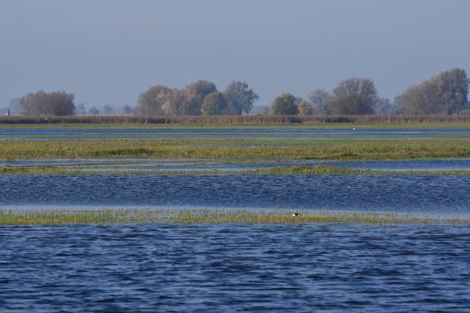 Combattant varié  - Hanna Żelichowska