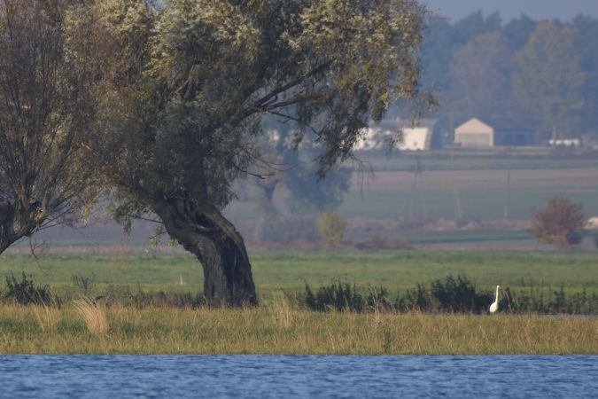 czapla biała  - Hanna Żelichowska