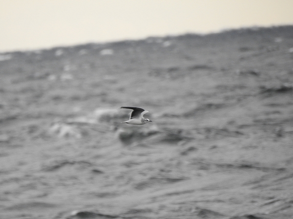 Zwergmöwe  - Amanda Zinkow