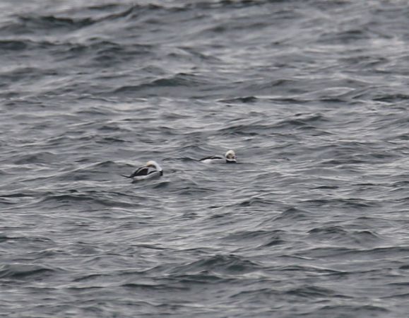 Eisente  - Arkadiusz Stelmach