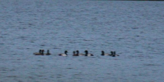 ogorzałka  - Alina & Andrzej Rogoza