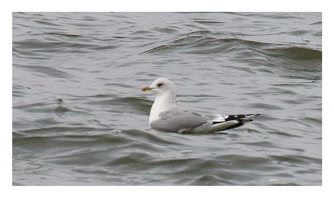 Common Gull 