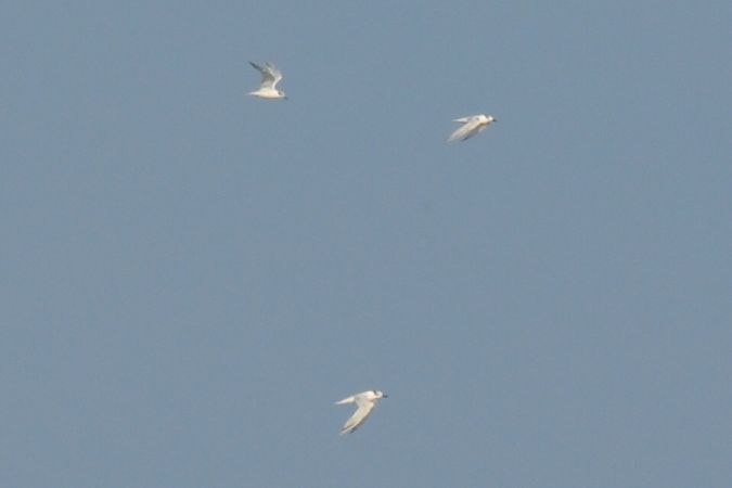 Sandwich Tern  - Marcin Dec