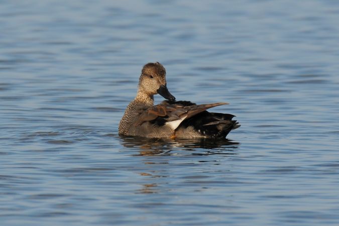 Gadwall  - Marcin Dec