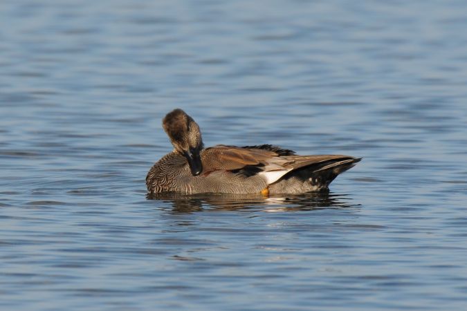 Canard chipeau  - Marcin Dec