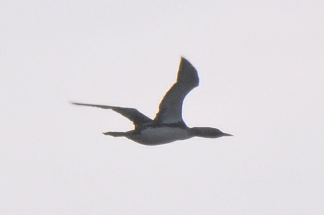 nur czarnoszyi  - Marcin Dec