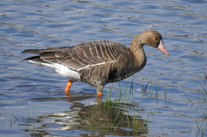 Oie rieuse  - Jarosław Słowikowski