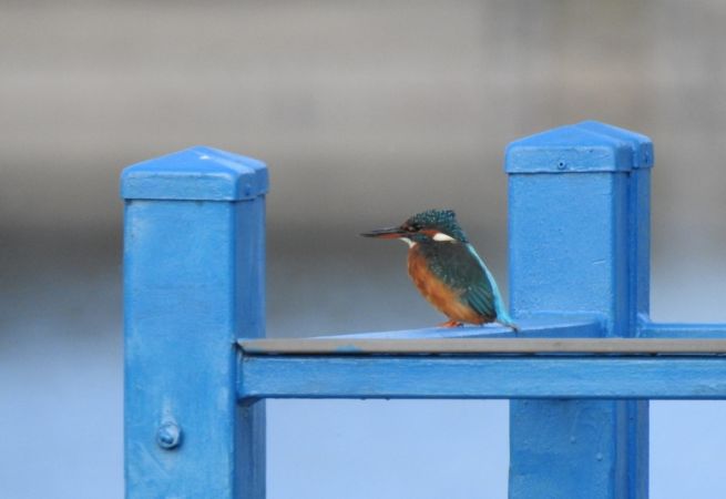 Martin-pêcheur d'Europe 