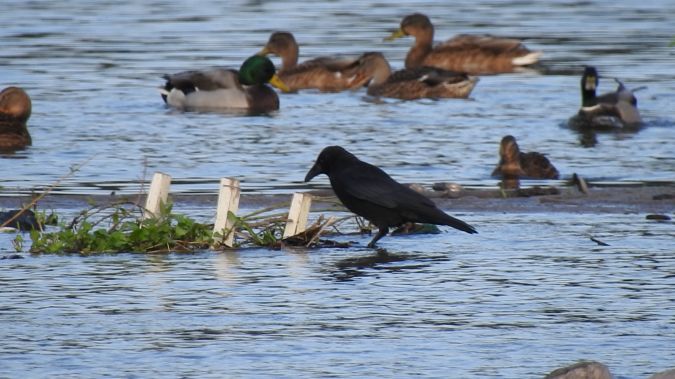czarnowron  - Jarosław Słowikowski