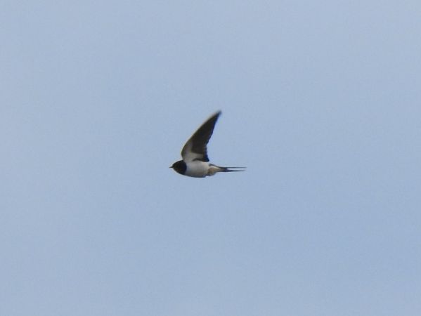 Rauchschwalbe  - Jarosław Słowikowski