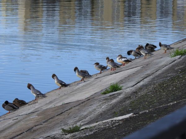 nurogęś  - Jarosław Słowikowski