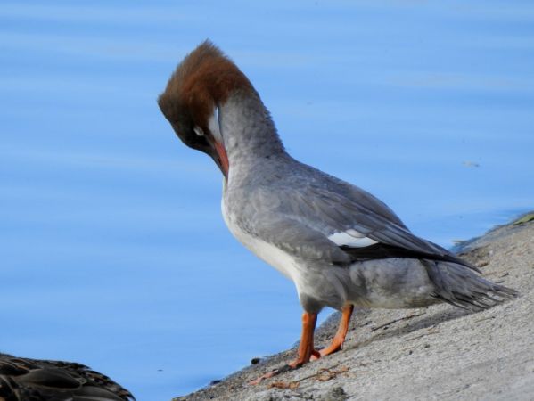Gänsesäger  - Jarosław Słowikowski