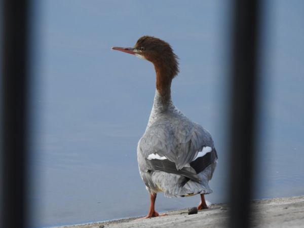 Gänsesäger  - Jarosław Słowikowski