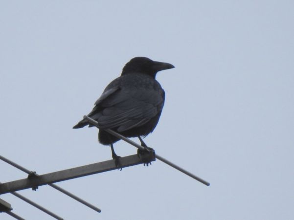 Corneille noire  - Jarosław Słowikowski