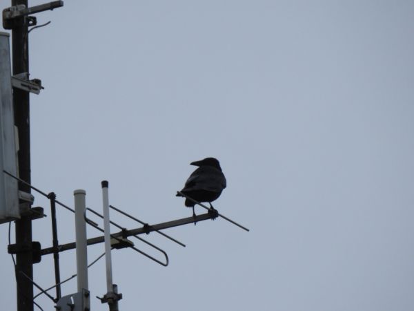 Carrion Crow  - Jarosław Słowikowski